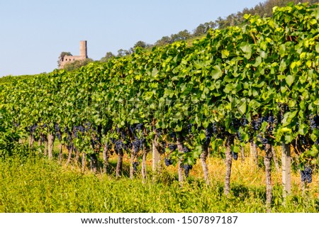 Ripe blue grapes in german vineyard. Vineyard Landscape at Schriesheim wine region in Baden-Wuerttemberg, Germany. Strahlenburg Castle Ruin at  Badische Weinstrasse ( Baden Wine Road )