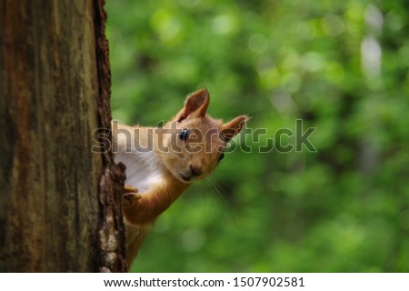 The squirrel in the forest