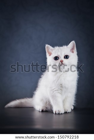 British, Scottish kitten, tabby, Fold