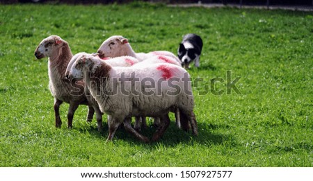 Border Collie Herding Sheep at a Competition 