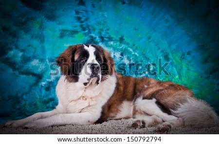 Saint Bernard dog, big, slobbery, furry, docile