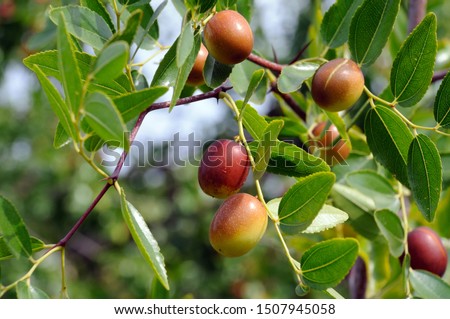 jujube fruits on a tree on a background of green leaves Royalty-Free Stock Photo #1507945058