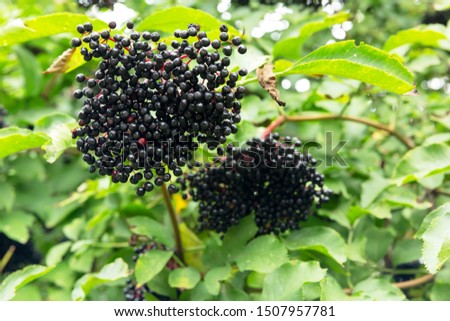 Black berry Privet ordinary on a background of green leaves.