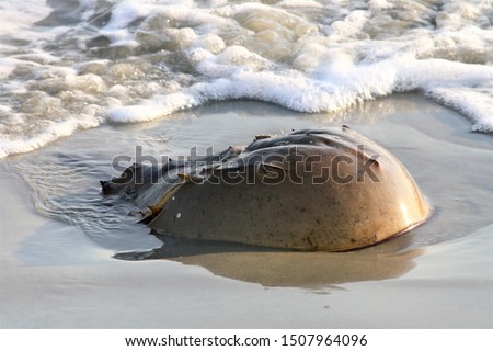 Horseshoe crab near the waves at the beach Royalty-Free Stock Photo #1507964096