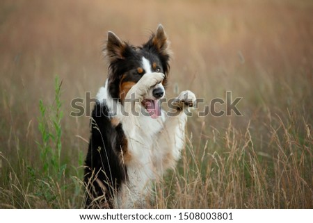 Border Collie dog on a background of yellow grass stands and waves its paws. sweet Pet in nature posing