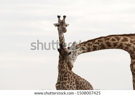 A pair of Giraffes rubbing and nudging in courtship, Masai Mara Royalty-Free Stock Photo #1508007425