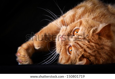 pushysty cute British kitten, striped, thick, beautiful