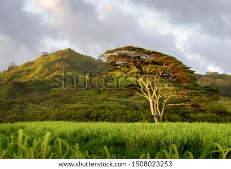 large Koa Tree stands alone in the buffalo grass near Koloa Kauai. this picture was taken in the late evening while the low angle of the sun glinted off the trunk and underside of the leaves