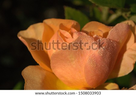 Orange roses in the garden