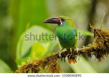 Chestnut-rumped Toucanet (Aulacorhynchus haematopygus) perched on an branch covered in epiphytes - Ecuador 