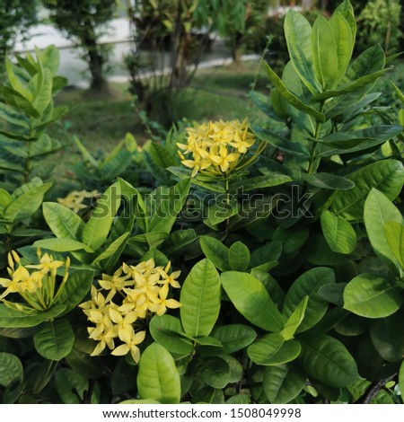 Yellow flowers on Green background aesthetic Meaning