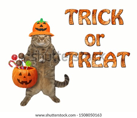 The cat in a Halloween hat holds a pumpkin basket with candies. Trick or treat. White background. Isolated.