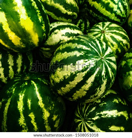 Striped watermelon pile background. Autumn harvesting season. Green ripe melons on farmer market. Delicious eating, seasonal vitamin wallpaper. Healthy nutrition, organic eco product concept