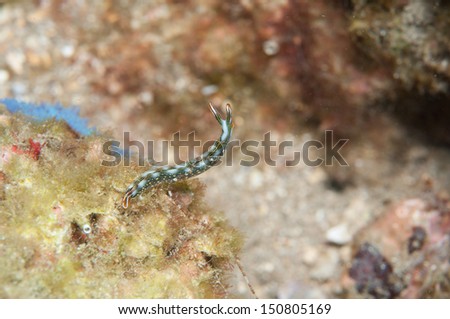 Sea Slug _ Thuridilla bayeri