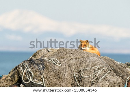 Resting Red Fox (Vulpes vulpes) on fishermen nets during winter on Hokkaido, Japan, clear background with sea and mountain covered by snow, exotic adventure in Asia