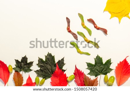 Flat lay of the autumn colorful leaves: trees and birds flying to the sun on a white background. Copy space. Top view