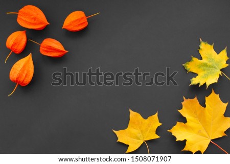 Orange physalis and yellow maple foliage on a dark background