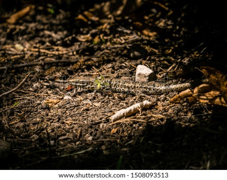 salamander under a bush