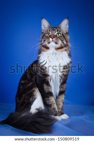 tabby cat, Maine Coon