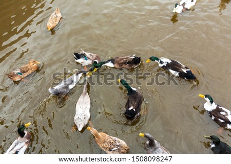 Many ducks swim in the water. Animals in a city park.