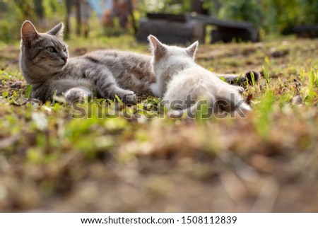 A cat nursing her kitten lying on the grass in the yard, in the village, on a blurry background, on a sunny autumn day.