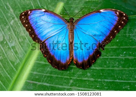 Blue Morpho, Morpho peleides, big butterfly sitting on green leaves, beautiful insect in the nature habitat

