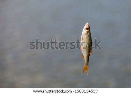 Small live fish caught from a lake against a river. Fish hanging on a hook and fishing line, close up, selective background. Fishing background.