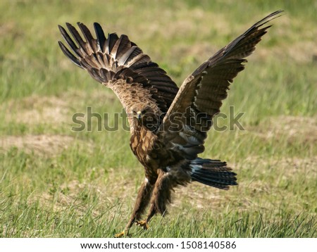 Young little eagle making a landing on a grass filled field with its wings spread out.