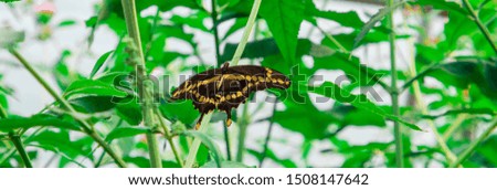 Giant Swallowtail Butterfly hanging on a  flower stem.