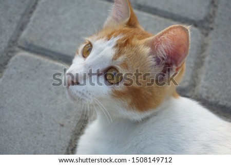 Cute orange-white cats that are cute and adorable