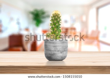 Cement Vase with cactus on vase pot on table in living room