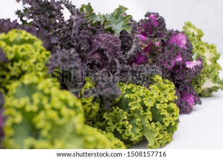 Closeup of a bunch of colorful curly kale in white background in a creative position