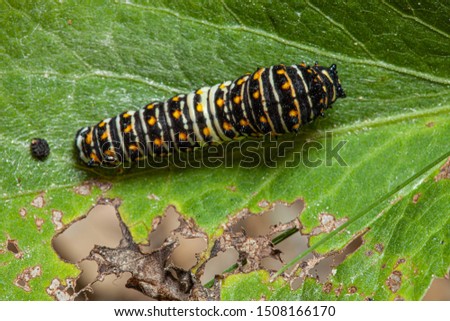 Papilio polyxenes, the black swallowtail, American swallowtail or parsnip swallowtail feeding on leaves in a wisconsin garden