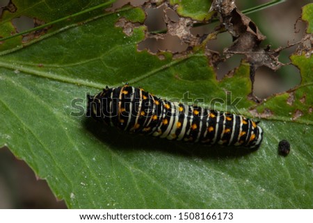 Papilio polyxenes, the black swallowtail, American swallowtail or parsnip swallowtail feeding on leaves in a wisconsin garden