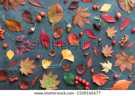 Autumn composition of coloured leaves, ripe hawthorn, rosehip berries, roman, acorn on grunge navy blue background, flat lay, top view. Fall concept. 