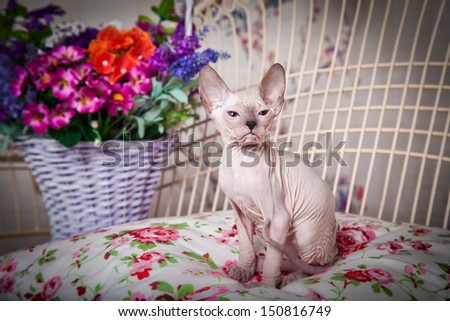 bald cat, interior, Sphynx, kitten