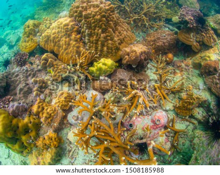 Coral reef with school of colorful tropical fish underwater in Sattahip, Thailand