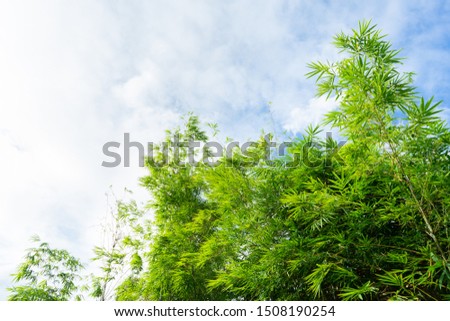 bamboo tree in the forest garden wiht rim light from open sky, represent the fresh and abundant nature in Asia.
