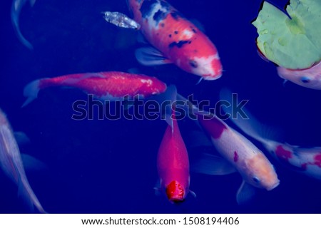 Koi fish swimming in a lily pond.