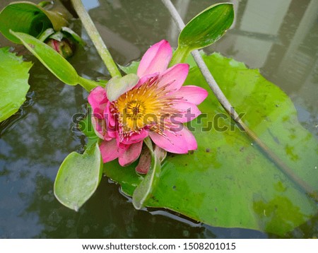 Lotus flower blooming on the water.