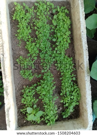 Green leafy plants in a pot. Vegetable and ornamental plants.