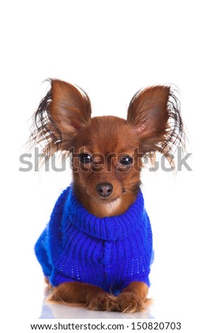 Toy terrier. Russian toy terrier on a white background. Funny little dog