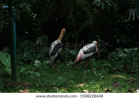 Selective focus on stork colony
