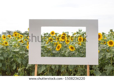 Picture frame on sunflower field. photo zone