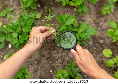 A hand holds a magnifier and looks at weed leaves. Hands with magnifier and agriculture. The concept of the development of agriculture, care of plant andfarm. Close-up shot of hands and magnifier.  Royalty-Free Stock Photo #1508239313