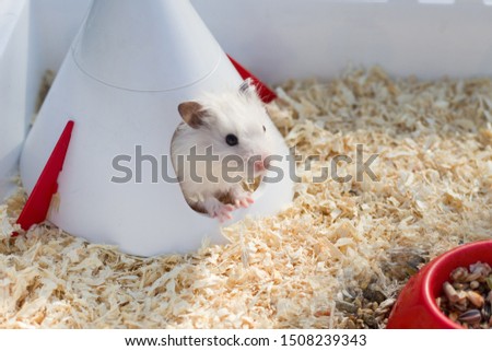A cute white hamster sits in his house among the sawdust. The concept of care for hamsters, pets, rodents. Image. Royalty-Free Stock Photo #1508239343