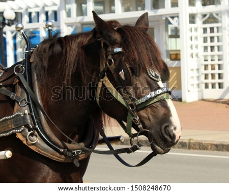 Brown Horse wearing full harness to pull carriage.