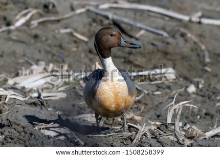 Northern Pintail on the shore
