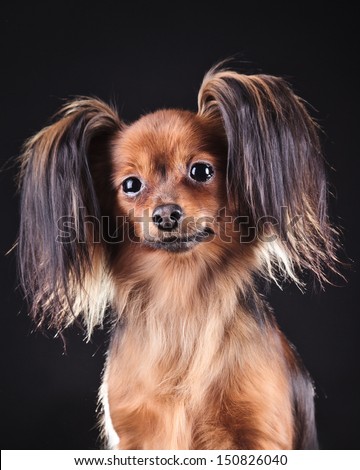 toy terrier dog, furry ears, beautiful light