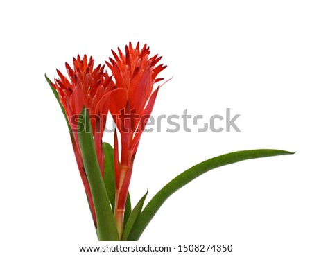beautiful Red Bromeliad Flower isolated on white background